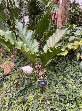 Plant at Phipps