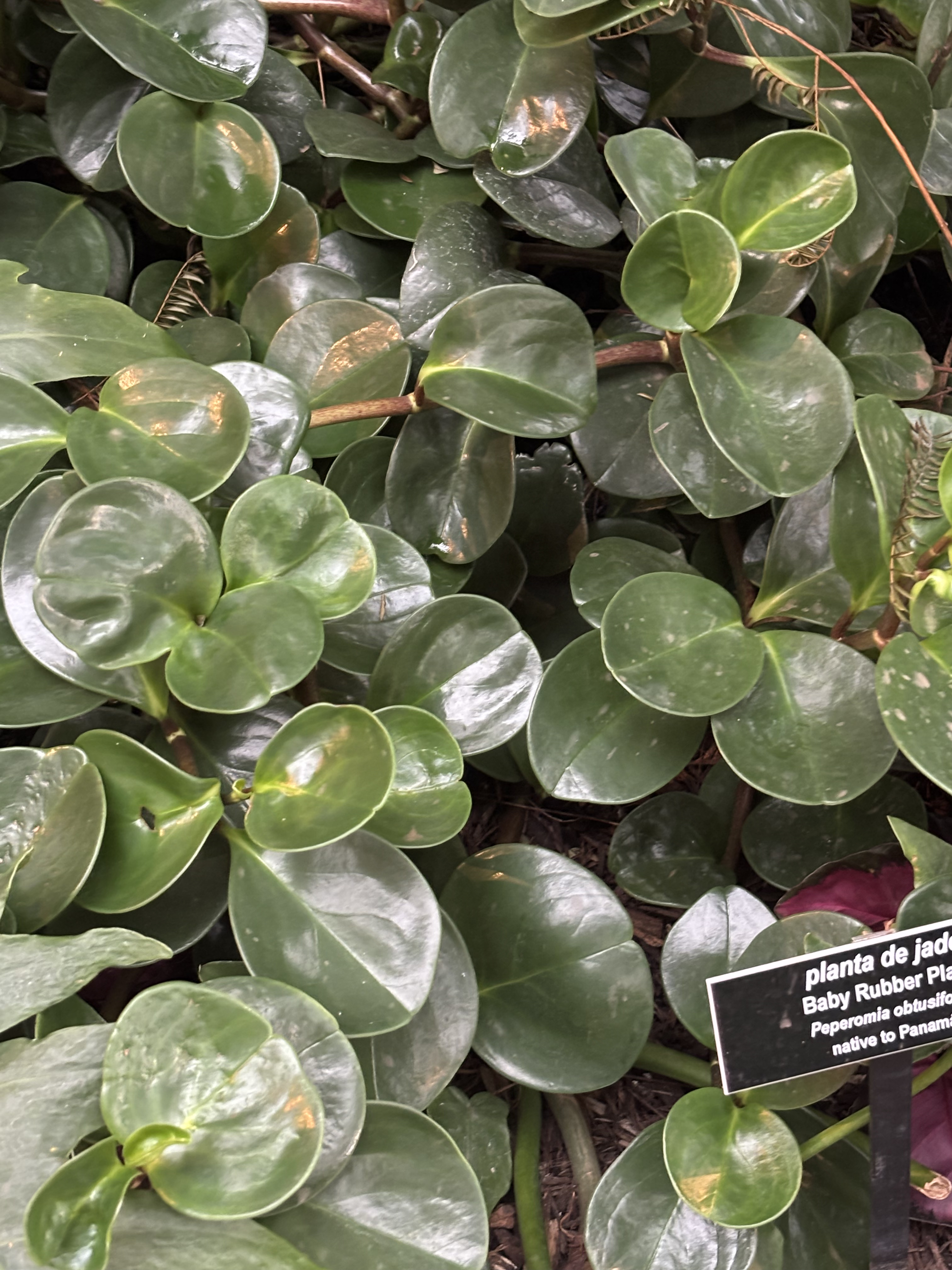 Plant at Phipps